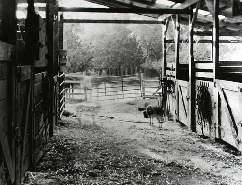 barn ghosts