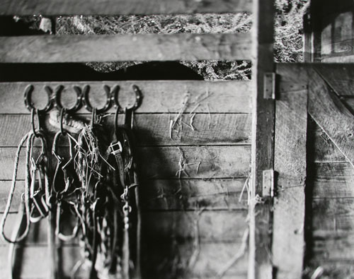 halters hanging in barn