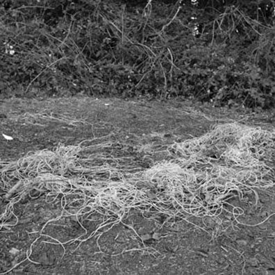 haybale leftovers