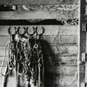 halters hanging in barn